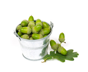 acorn in a metallic bucket isolated on white