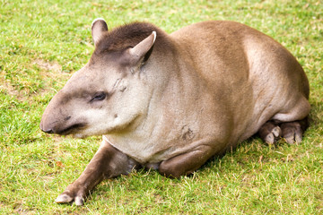 Fototapeta premium Tapir