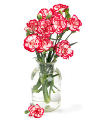 beautiful pink carnations isolated on white