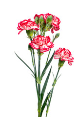 beautiful pink carnations isolated on white