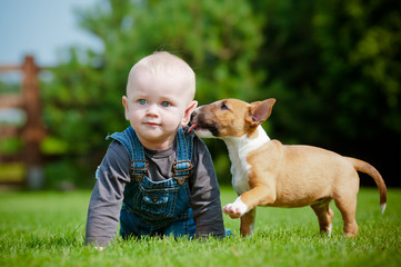bull terrier puppy kissing a little boy