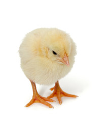 chick on white background