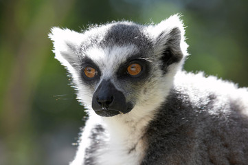 Obraz premium Lemur