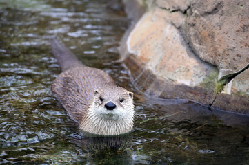 River otter