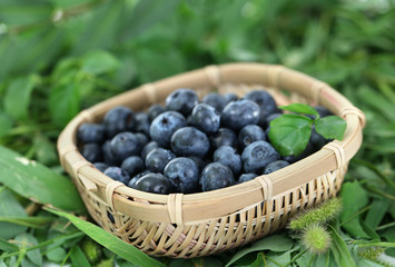 Blueberries in wooden basket on grass