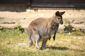 Kangaroo