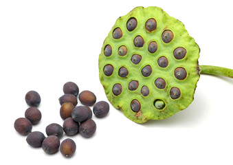 Lotus seed and pod