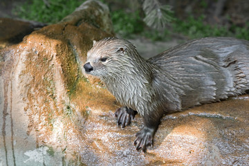 River otter