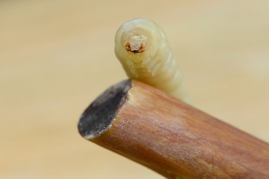 Holzwurm