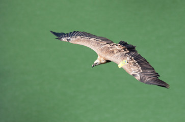 Griffon vulture soaring over the river