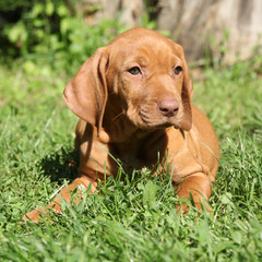 Hungarian Short-haired Pointing Dog puppy lying