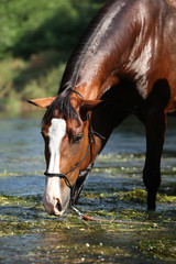 Nice brown horse standing in water