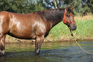 Naklejka premium Nice brown horse standing in water