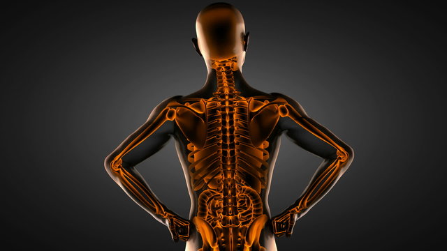 human entrails radiography scan 