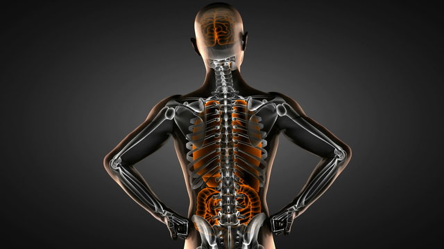 human entrails radiography scan 