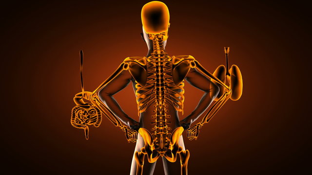 human entrails radiography scan 