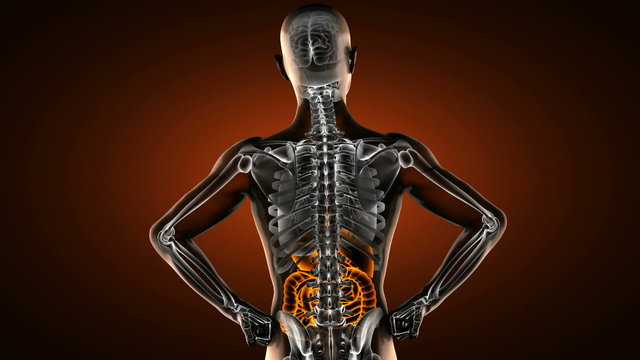 human entrails radiography scan 
