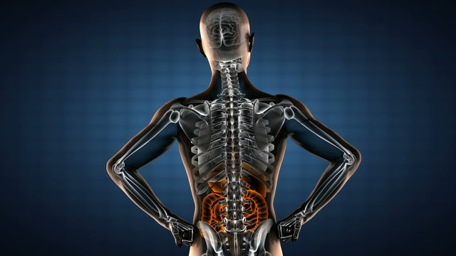 human entrails radiography scan 