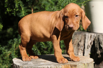 Puppy of Hungarian Short-haired Pointing Dog (Vizsla)