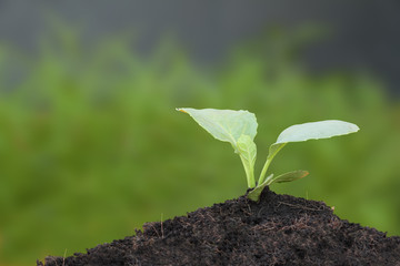 Young collard green growth on top soil.