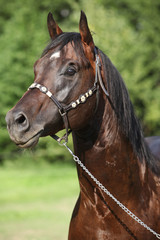 Nice horse standing in front of nature background