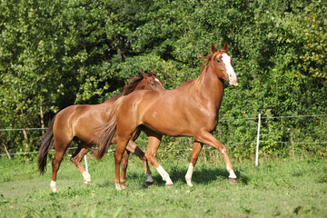 Two stallions moving on pasturage