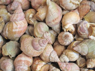 Fresh whelks on sale in  market