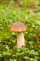 Boletus edulis