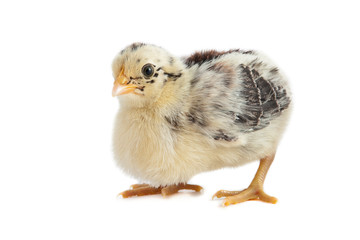 ostfriesische Möwe - Küken stehend