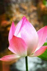 Fototapeta premium Pink lotus flowers