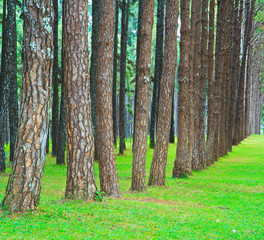 Obraz premium Pine Forest Road