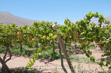 Fototapeta na wymiar Grapes in a vineyard, Elqui valley (Chile)