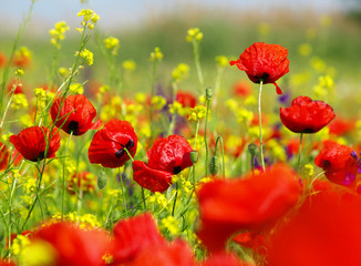 Fototapeta premium Summer wildflowers