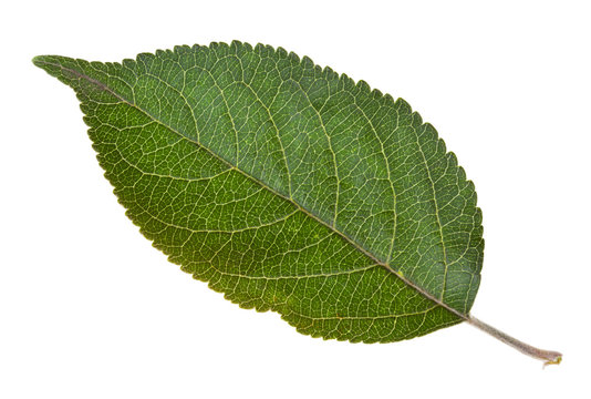 green leaf of apple tree