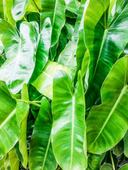 green leaf background