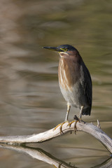 Green heron, Butorides virescens