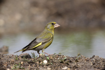 Greenfinch, Carduelis chloris