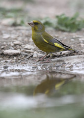 Greenfinch, Carduelis chloris