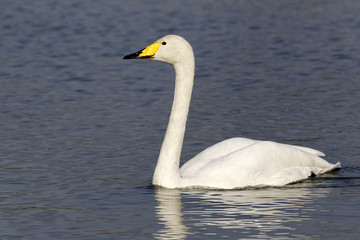 Obraz premium Whooper swan, Cygnus cygnus