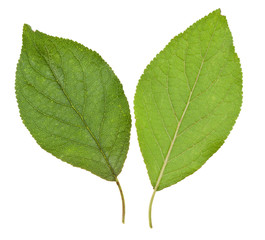 green leaves of plum tree