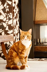 a red and white cat sitting in a retro household