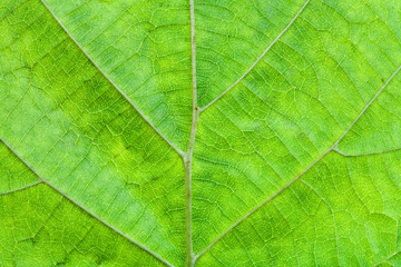 Fototapeta na wymiar zielony liść z drzewa leszczyny