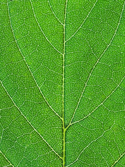 oak green leaf close up