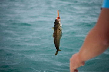 Irlandia woda Atlantyk ocean klif zielony © JoannaTkaczuk