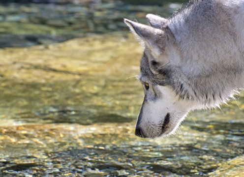 Profile of a wolf about to drink from a stream
