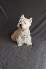 West Highland White Terrier dog