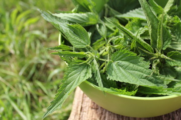Freshly stinging nettles in bowl ready for cooking