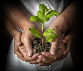 ecology concept - old and young hands with a tree