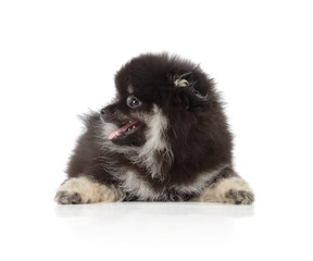 Fototapeta premium Black Pomeranian puppy on white background
