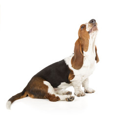 Basset Hound